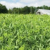 4010 Field Pea -Johnnyseeds Sales Shop 00092g 01 4010fieldpea