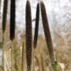Hybrid Pearl Millet -Johnnyseeds Sales Shop 00187 01 pearl millet