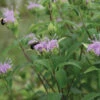 Wild Bergamot 1 Wild Bergamot -Johnnyseeds Sales Shop 00827 01 wildbergamot
