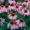 Echinacea Purpurea -Johnnyseeds Sales Shop 00842 01 purple