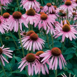 Echinacea Purpurea