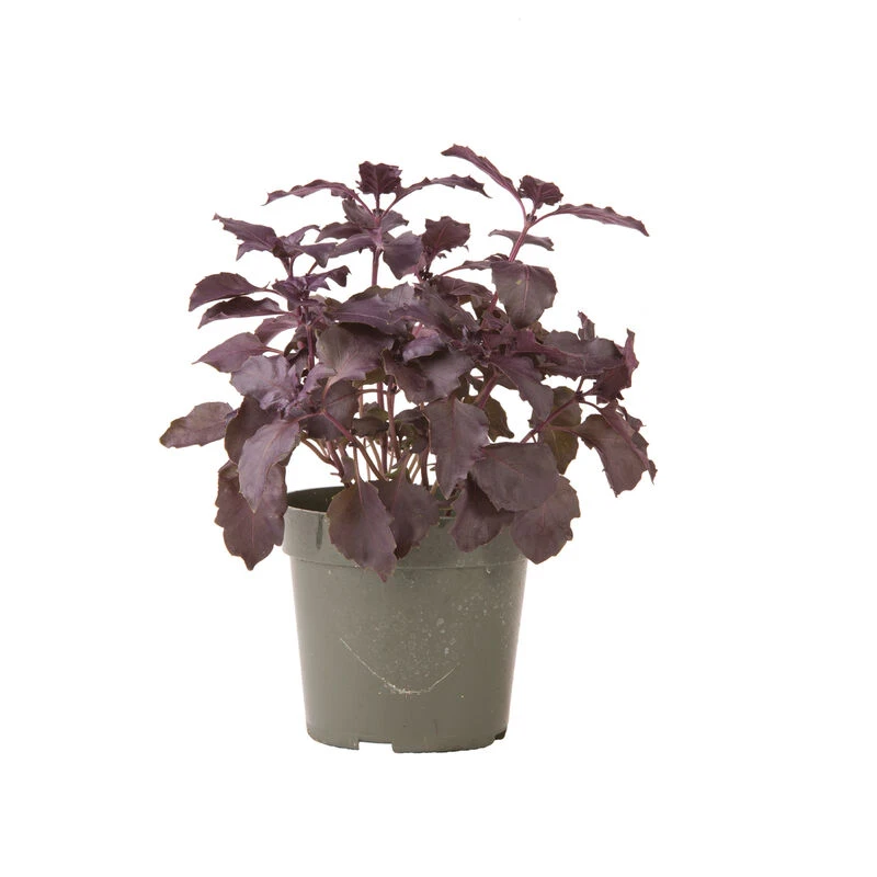 Dark Opal 4 Dark Opal - Image 2