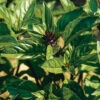 Cinnamon 2 Cinnamon -Johnnyseeds Sales Shop 00906 01 cinnbasil