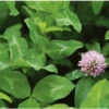 Mammoth Red Clover -Johnnyseeds Sales Shop 00980g 01 mammoth red