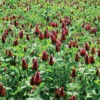 Crimson Clover -Johnnyseeds Sales Shop 00982 01 crimson clover