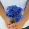 Florist Blue Boy -Johnnyseeds Sales Shop 01017 01 floristblueboy