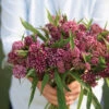 Swamp Milkweed -Johnnyseeds Sales Shop 01041g 01 soulmate