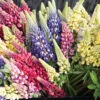 Russell's Formula Mix -Johnnyseeds Sales Shop 01130 01 russell formula mix lupine