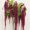 Love-Lies-Bleeding -Johnnyseeds Sales Shop 01139 01 love lies bleeding