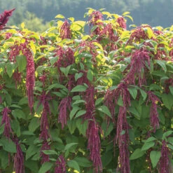 Love-Lies-Bleeding -Johnnyseeds Sales Shop 01139 03 love lies bleeding