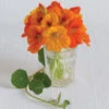 Trailing Nasturtium Mix -Johnnyseeds Sales Shop 01201 01 trailing