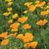 California Poppy -Johnnyseeds Sales Shop 01229 01 calipoppy