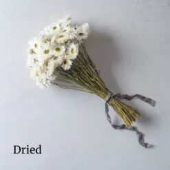 Pierrot White -Johnnyseeds Sales Shop 01279 03 pierrot dried flower