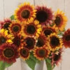 Autumn Beauty 2 Autumn Beauty -Johnnyseeds Sales Shop 01305 01 autumnbeauty