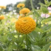 Benary's Giant Golden Yellow -Johnnyseeds Sales Shop 01364 01 benarys giant golden yellow