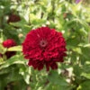 Benary's Giant Deep Red -Johnnyseeds Sales Shop 01367 01 benarys giant deep red