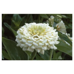 Benary's Giant White -Johnnyseeds Sales Shop 01368 01 white