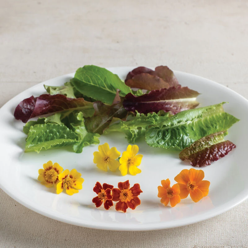 Tangerine Gem 4 Tangerine Gem - Image 2