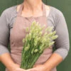 Hare's Tail Grass 2 Hare's Tail Grass -Johnnyseeds Sales Shop 01551 01 haretail grass