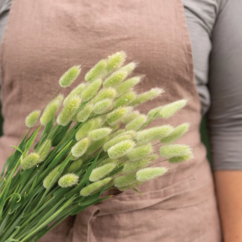 Hare's Tail Grass 4 Hare's Tail Grass - Image 2