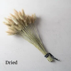 Hare's Tail Grass 7 Hare's Tail Grass -Johnnyseeds Sales Shop 01551 03 haretail grass dried flower