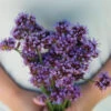 Verbena Bonariensis -Johnnyseeds Sales Shop 01558 01 verbena