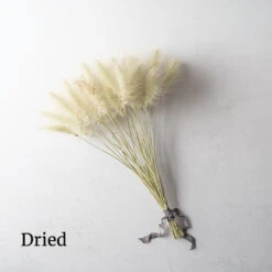 Feathertop -Johnnyseeds Sales Shop 01584 03 feathertop dried flower