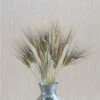 Black Tip Wheat -Johnnyseeds Sales Shop 01595 01 blacktipwheat