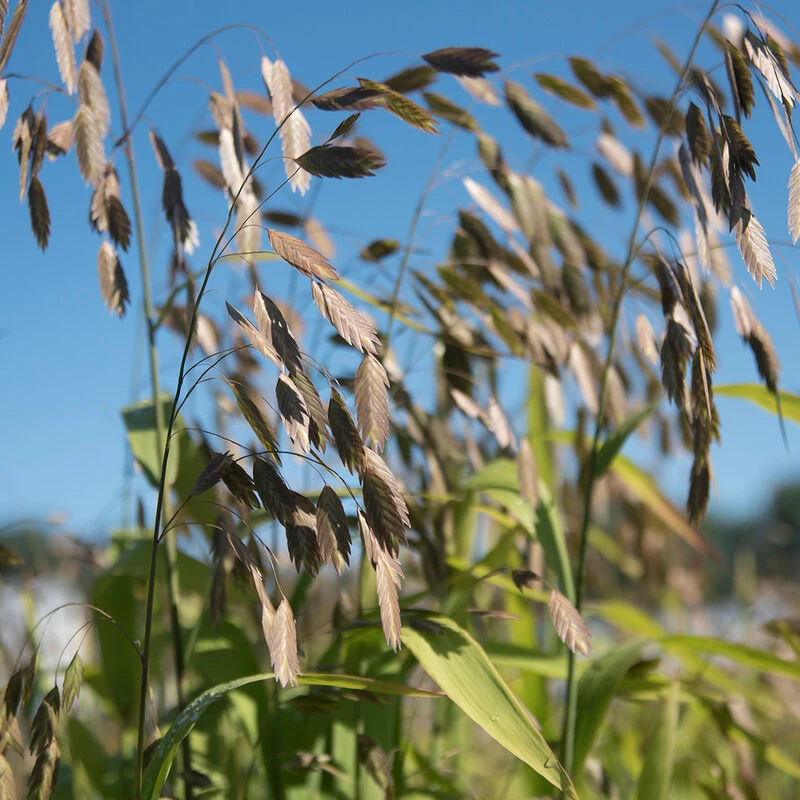 Northern Sea Oats 3 Northern Sea Oats