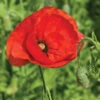 Corn Poppy -Johnnyseeds Sales Shop 01611 01 corn poppy