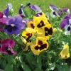 Majestic Giants II Formula Mix -Johnnyseeds Sales Shop 01626 01 majgiaformmix