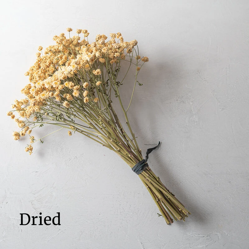 Tetra White 4 Tetra White - Image 2