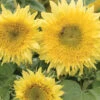 Starburst™ Lemon Aura -Johnnyseeds Sales Shop 01729 01 starburlemaura