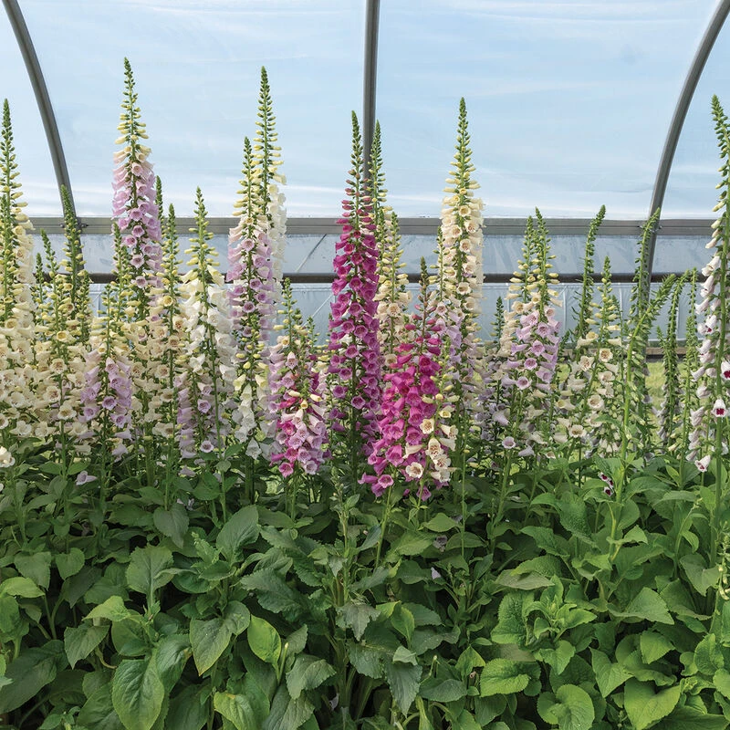 Camelot Mix 4 Camelot Mix - Image 2