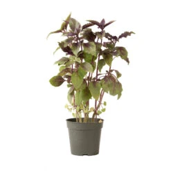 Aromatto -Johnnyseeds Sales Shop 01772g 03 aromotto