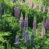 Perennial Lupine -Johnnyseeds Sales Shop 01820 01 perennlupine