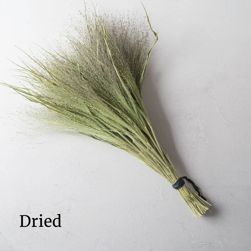 Frosted Explosion 4 Frosted Explosion - Image 2