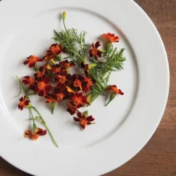 Red Gem -Johnnyseeds Sales Shop 01857 02 redgem