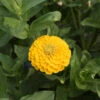 Giant Dahlia Flowered Golden Yellow -Johnnyseeds Sales Shop 01873 01 dahlia golden yellow