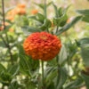 Giant Dahlia Flowered Orange -Johnnyseeds Sales Shop 01875 01 dahlia orange