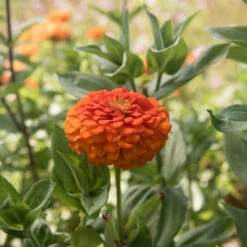 Giant Dahlia Flowered Orange