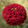 Giant Dahlia Flowered Scarlet -Johnnyseeds Sales Shop 01876 01 dahlia scarlet