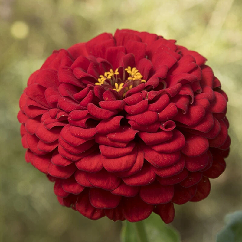 Giant Dahlia Flowered Scarlet 3 Giant Dahlia Flowered Scarlet