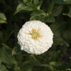 Giant Dahlia Flowered White -Johnnyseeds Sales Shop 01877 01 dahlia white