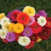 Giant Dahlia Flowered Mix -Johnnyseeds Sales Shop 01879 01 giantdahliamix