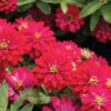 Double Zahara™ Cherry -Johnnyseeds Sales Shop 01899 01 double zahara cherry zinnia