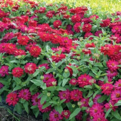 Double Zahara™ Cherry -Johnnyseeds Sales Shop 01899 02 double zahara cherry zinnia