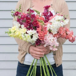 Madame Butterfly Mix -Johnnyseeds Sales Shop 01930 02 madamebutterfly