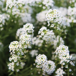 Sweet Alyssum