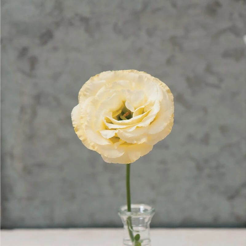 Arena III Gold 4 Arena III Gold - Image 2